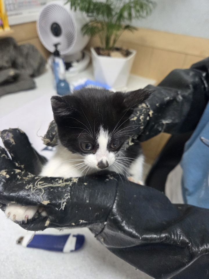 [고양이] 한국 고양이 충북-영동-2025-00119 유기동물 배경 이미지 입니다.